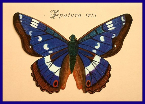 Apatura iris