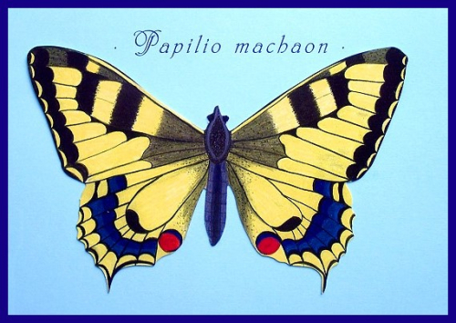 Papilio machaon