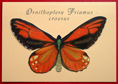 Ornithoptera Priamus croesus