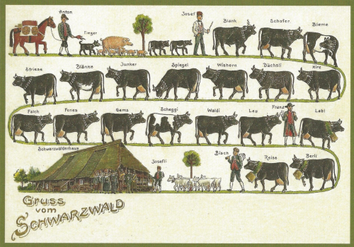 Glückwunschpostkarte ohne Veredelung (A6) 6Gn093