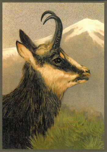 Glückwunschpostkarte ohne Veredelung 6Gn150