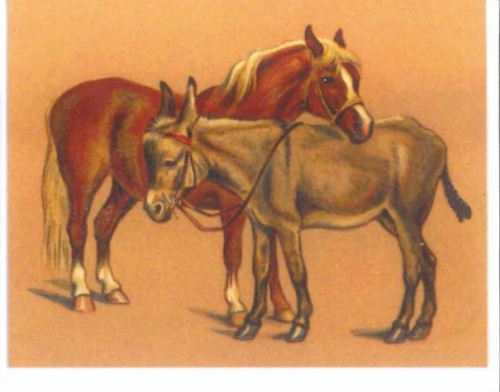 Midikarten mit Umschlag mU020